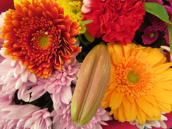 Lindas flores de cores intensas e de grande beleza — Fotografia de Stock