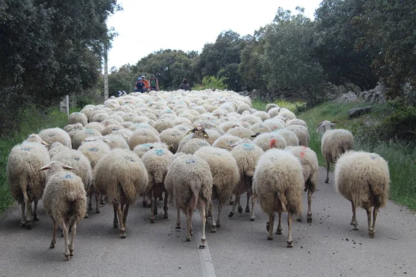 Tarlada kuzuları yiyen güzel koyun