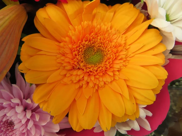 Schöne Blumen von intensiven Farben und von großer Schönheit — Stockfoto