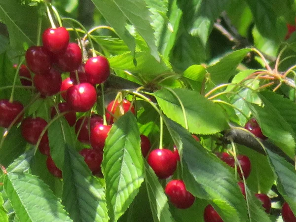 Belle ciliegie di colore rosso intenso e gusto squisito — Foto Stock