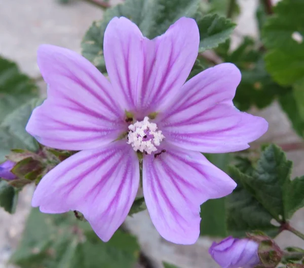 Bellissimo fiore dai colori vivaci e dall'odore delizioso — Foto Stock