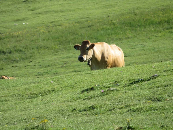 Schöne große Kühe und gut genährt von den grünen Weiden des Berges — Stockfoto