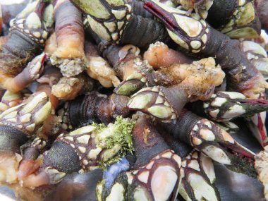 Çok kaliteli her türlü lezzetli deniz ürünleri