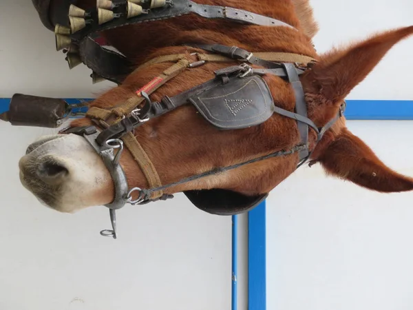 Mooie mule klaar voor werk door het trekken van de kar — Stockfoto