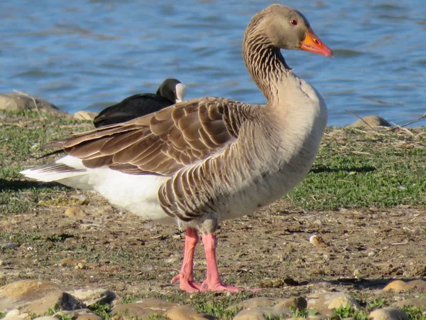 Liberté canards précieux dans la vie à son large — Photo