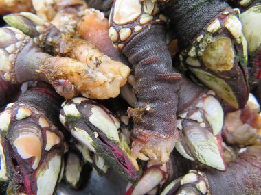 Çok kaliteli her türlü lezzetli deniz ürünleri