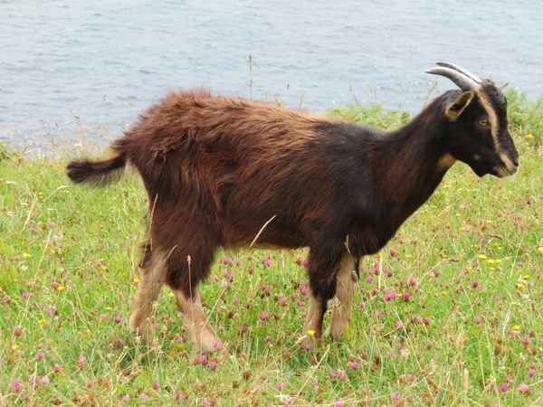 Schöne Ziegen in Freiheit fressen Gras vom Feld und vom Berg — Stockfoto