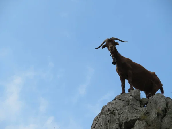 Красивые козы в свободе едят траву поля и горы — стоковое фото