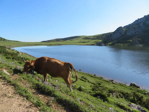 Piękne duże krowy i dobrze odżywione zielonymi pastwiskami góry — Zdjęcie stockowe