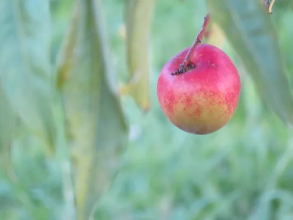 Belo sabor de fruta de maçã Cor Odor Sabor — Fotografia de Stock