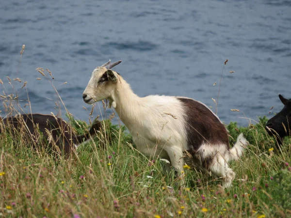 Cabras bonitas em liberdade comendo grama do campo e da montanha — Fotografia de Stock