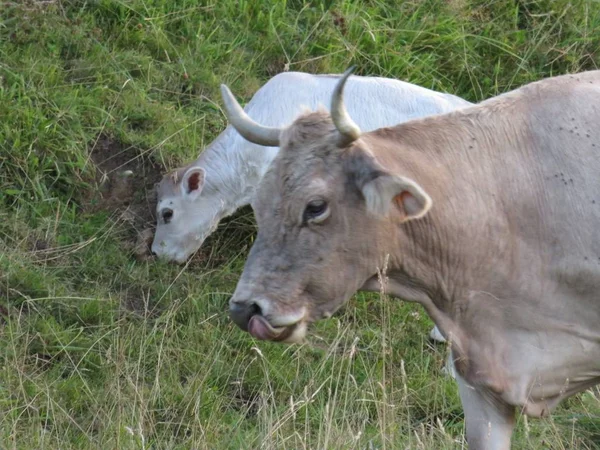 Красивое фото коров в поле, поедающих траву — стоковое фото