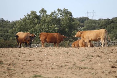 Büyük boy ve ağırlıklı ineklerin güzel fotoğrafı.