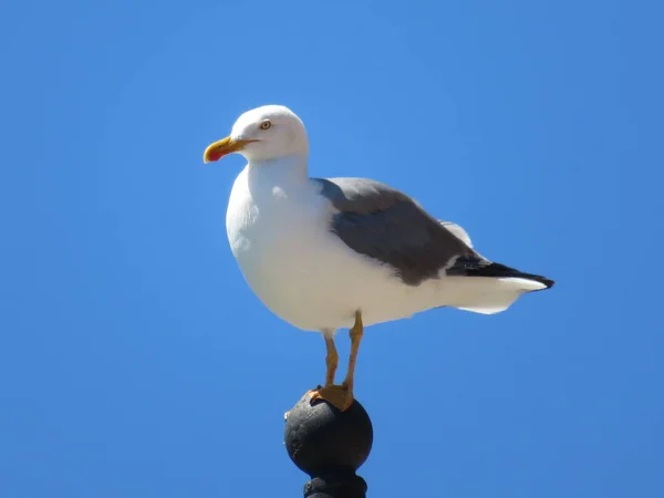 Gaivotas bonitas de grande beleza e boa cor de assalto para a câmera — Fotografia de Stock