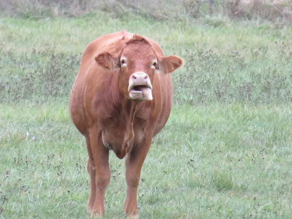 Belle image de vache d'une grande beauté et taille — Photo