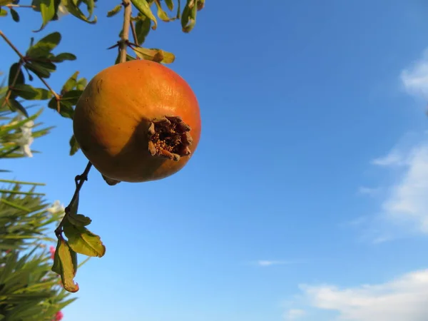 Látványos fénykép egy gránátalma gyümölcs nagy ízű — Stock Fotó