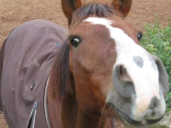 Belle image de cheval d'une grande beauté et taille — Photo