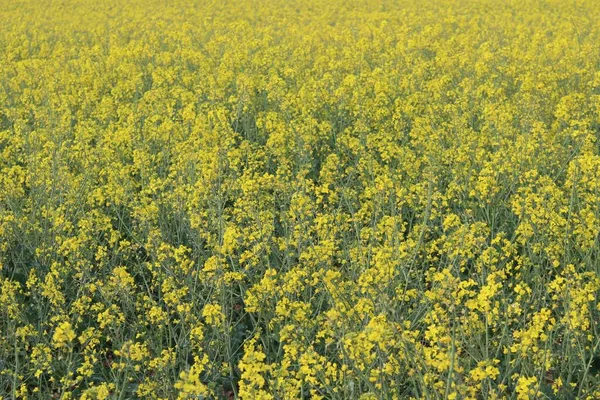 Piękne Żółte Kwiaty Wielkim Kolorze Wielkim Aromacie — Zdjęcie stockowe