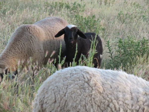 Koyun Kuzuları Yünlü Hayvan Sütü Doğal Çiftliği — Stok fotoğraf