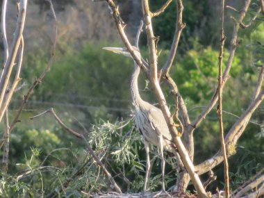 Heron kuşu kuş kuş tüyü renginde kanatlanmalıdır.