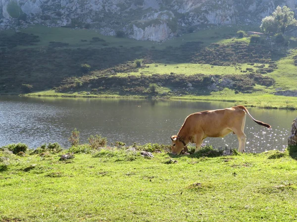 Красиві Великі Корови Добре Живляться Зеленими Пасовищами Гори — стокове фото