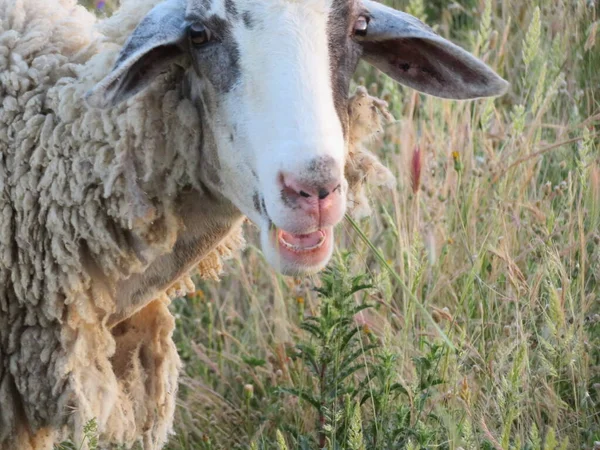 Agneaux Moutons Laine Lait Animal Viande Naturelle Nourriture Ferme — Photo