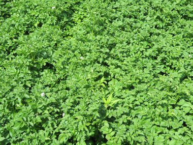 Meyveyi olgunlaştırmak ve kaldırmak için patates.