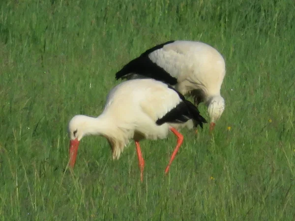 Cigogne Oiseau Blanc Noir Bec Grandes Jambes — Photo