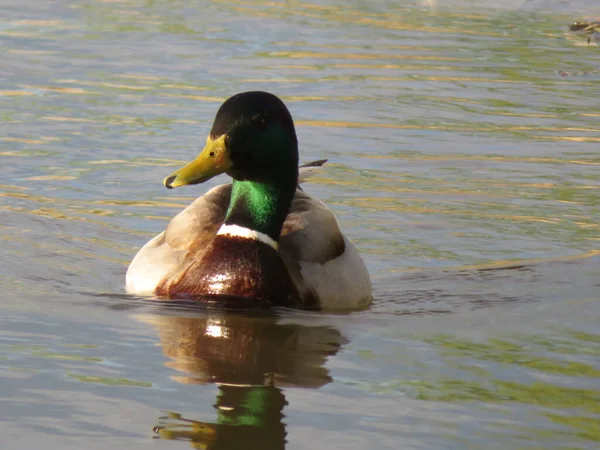 鳥がペンの色を泳ぐ水が飛ぶ — ストック写真