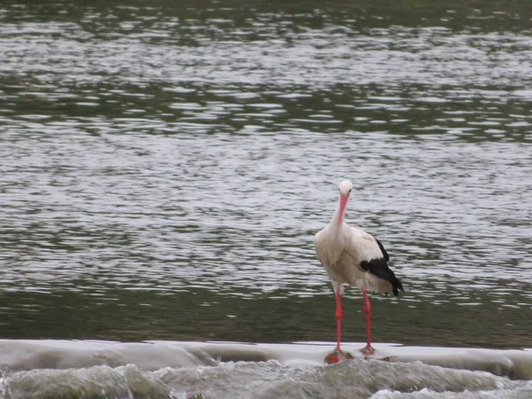 Cigogne Oiseau Plumes Bec Blanc Noir Pêche — Photo