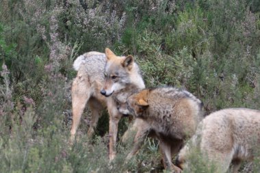Dağdaki güzel İber kurtları sürüler halinde oynayarak avı hazırlıyorlar.
