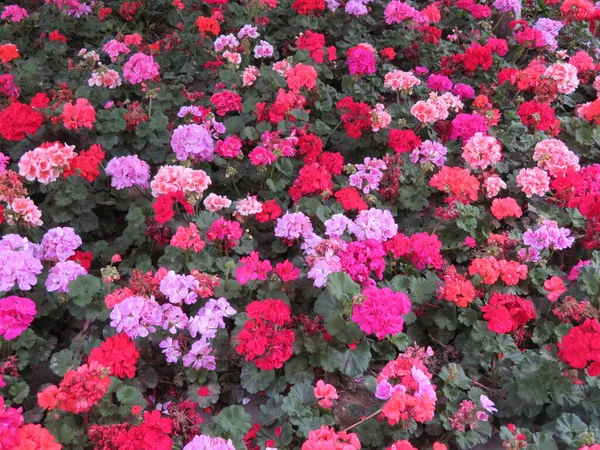 Krásné Květy Barev Velmi Krásné Lahodné Vůně — Stock fotografie