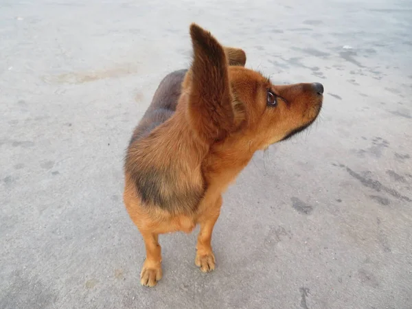 Espectacular Foto Perro Divertido Bonito Color Canela Pequeño — Foto de Stock