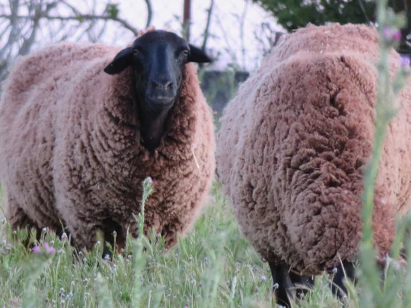 羊の毛の乳動物園美しい同情 — ストック写真