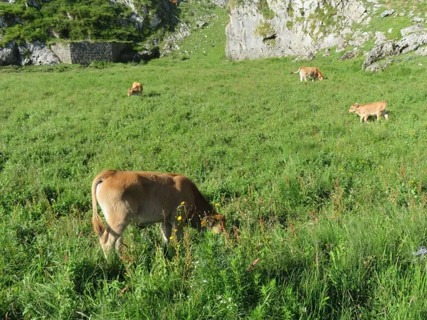Красиві Великі Корови Добре Живляться Зеленими Пасовищами Гори — стокове фото