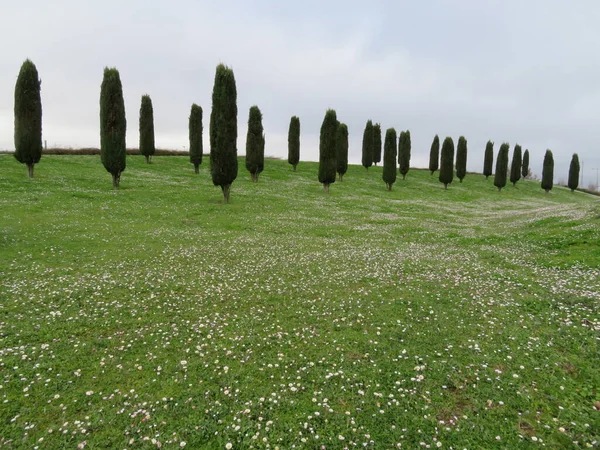 Piękne Kwiaty Drzewa Zieloną Trawą Błękitnym Niebem — Zdjęcie stockowe