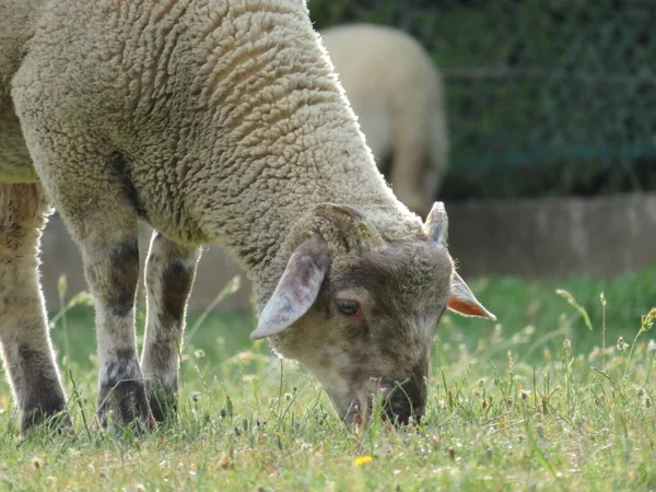 Ovce Domácí Zvíře Vlna Mléko Krásná Tráva Maso — Stock fotografie
