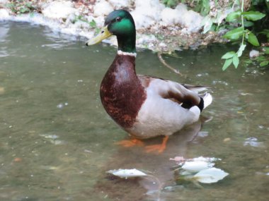 Ördek kuş tüyleri, hayvan renklerinde yüzer.