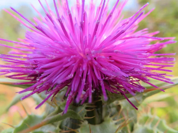 Cor Flor Cheiro Muito Natural Pétalas Primavera Planta — Fotografia de Stock