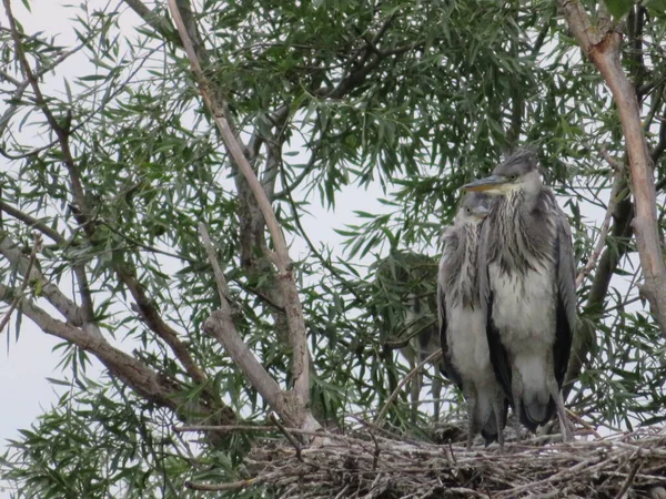 Reiger Vogel Vliegen Grote Mooie Snavel Veren — Stockfoto