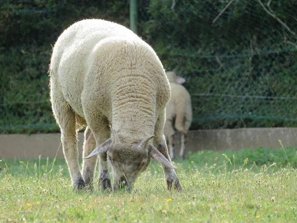 羊国内動物羊毛乳美しい草肉 — ストック写真