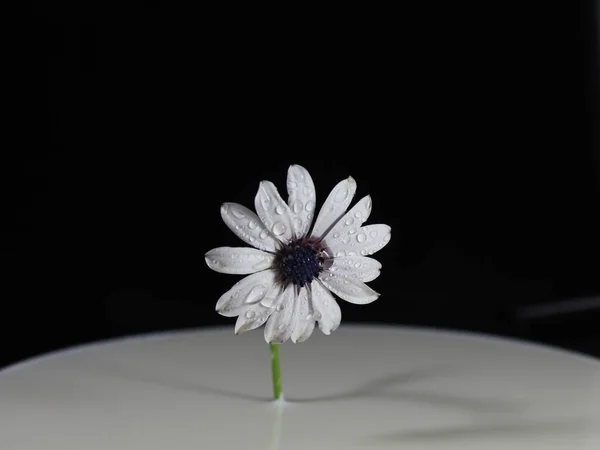 花デイジー植物天然の美しい青の香り — ストック写真