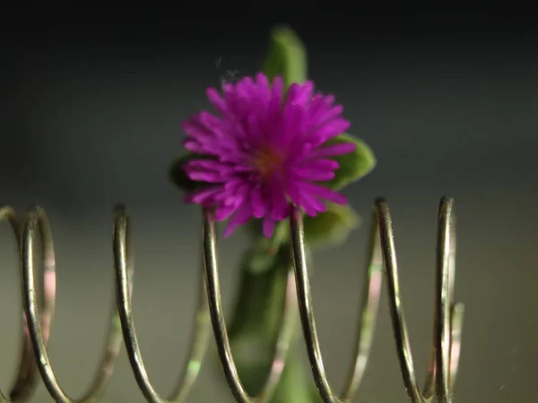 Flor Púrpura Primavera Elástica Hermoso Pequeño Reflejo —  Fotos de Stock