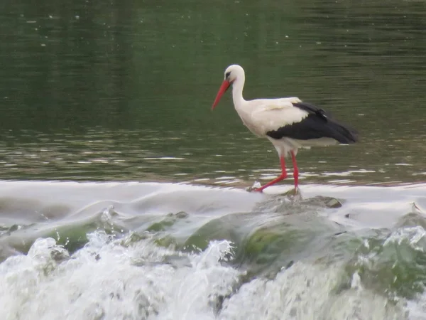 stork bird feathers bill white black fishing