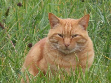 Çok güzel ve büyük bir kedinin güzel fotoğrafı.