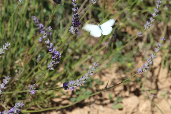 Όμορφο Πεδίο Λεβάντα Φωτογράφηση Μυρωδιά Πεταλούδα Λουλούδια Χρώμα — Φωτογραφία Αρχείου