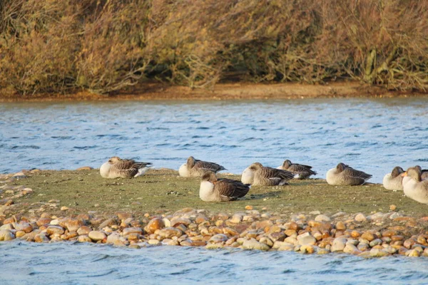 Schöne Enten Sonnen Sich Und Schwimmen Wasser — Stockfoto