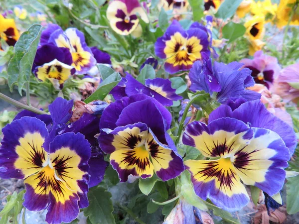 Barva Květiny Hezká Přírodní Vůně Rostliny Jarní Okvětní Lístky — Stock fotografie