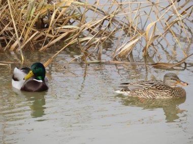 Güzel renkli kuşlar Nehirde büyük yüzücüler ve balıkçılar