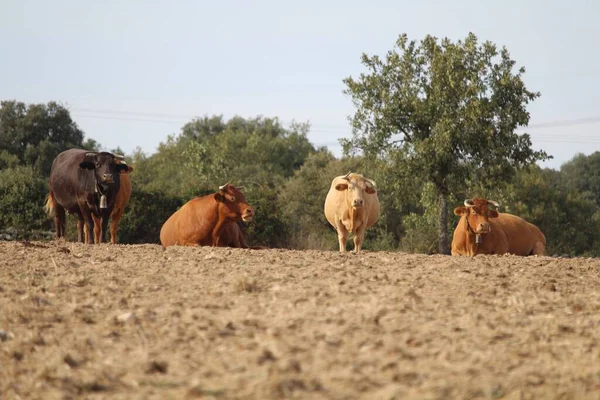 Piękne Zdjęcie Krów Wielkich Rozmiarach Wadze — Zdjęcie stockowe